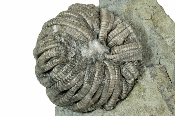 Uncommon Fossil Crinoid (Forbesiocrinus) - Crawfordsville, Indiana #358139